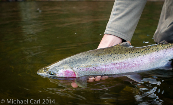 Michael Carl fly fishing catches and releases a wild steelhead.
