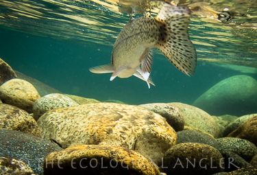 Rainbow trout are common when fishing the upper Tuolumne River in Yosemite National Park California