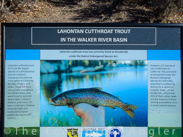 Lahontan Cutthroat trout native to Walker River Basin.
