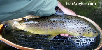 East Walker River brown trout grow large in this rich tailwater fishery
