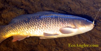 East Walker River common carp grow large in this rich tailwater fishery