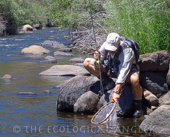 Fly Fishing East Walker River Angler nets large brown trout