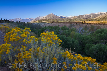 The Sierra Nevada Mountains in the background of the Little Walker River California
