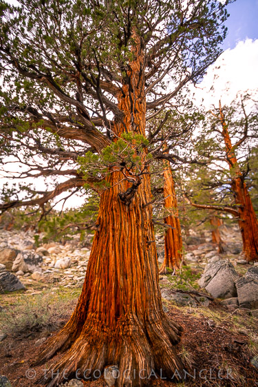 Juniper trees in the National Forest Surrounding the Little Walker River 