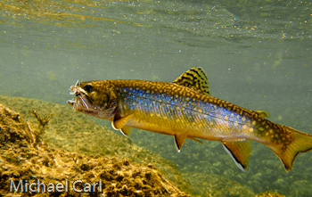 Little Walker River holds a fair number of brook trout