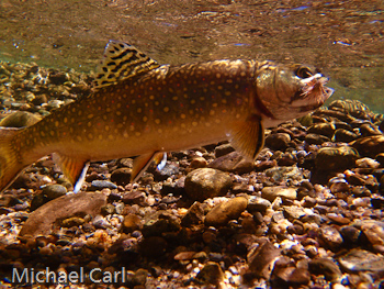 West Walker River produces a large number of brook trout