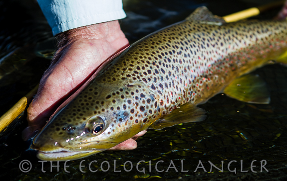 Brown trout caught fly fishing the Wood River.