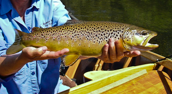A wild brown trout caught and released in the Wood River