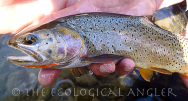 Slough Creek cold water is best habitat for native Yellowstone cutthroat trout.