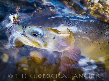 Yellowstone Cutthroat trout photographed underwater.