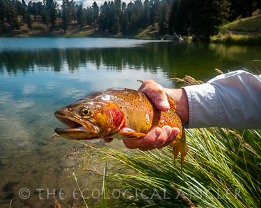 Fly Fishing Trout Lake in Yellowstone National Park for native cutthroat.