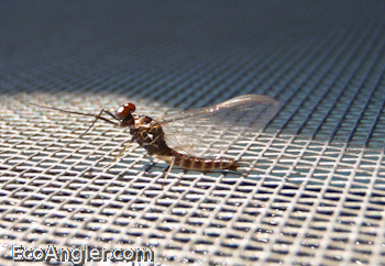 A brown adult mayfly.