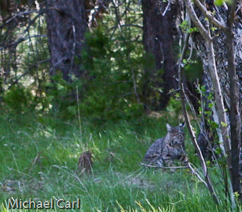 A bobcat spotted in West Yosemite Meadow