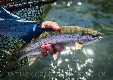 Fly fishing Lower Yuba River rainbow trout