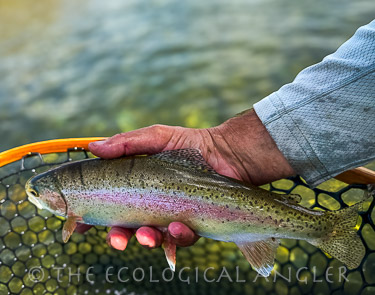 Fly fishing Lower Yuba River for wild rainbow trout