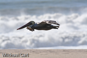 A brown pelican soars above a sand dune along the coast