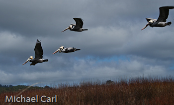 A group of brown pelicans fly over a creek looking for fish to dive on