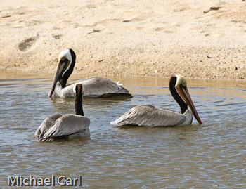 A group of brown pelicans in a creek