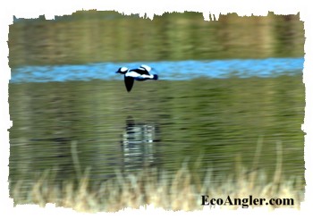 A bufflehead takes wing across the water
