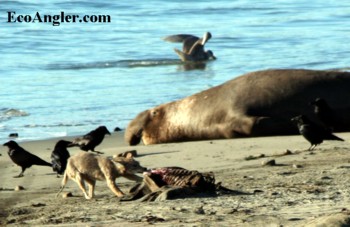 Coyote scavanges meat from a elepant seal as ravens and a bull seal watch closely