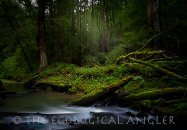 Creek runs along moss covered rocks and trees in Coastal Redwood Forest providing habitat to California Coho