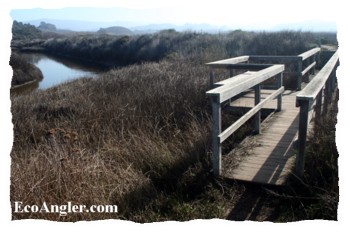 Marsh drained of its floodwaters reveals foot bridge leading out to creek