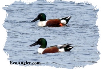 A pair of northern shovelers
