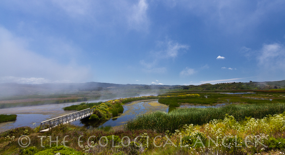 Pescadero Marsh South of lagoon and near mouth of Butano Creek