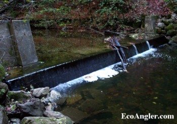 A swimming dam erected across creek blocks steelhead from critical spawning and rearing habitat