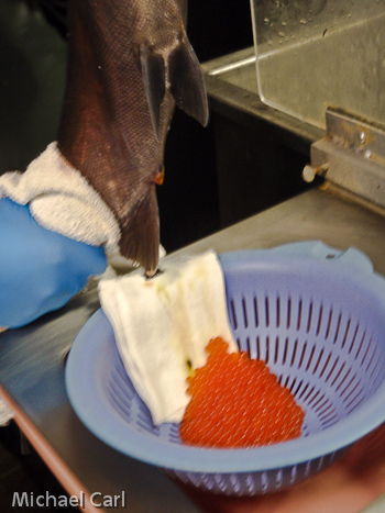 female coho giving eggs