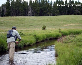 Fly angler casts into a creek in the High Uintas
