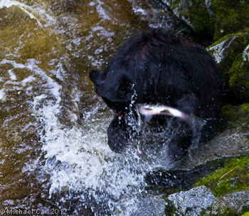 bear catching fish in creek