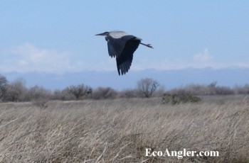 Blue Heron flies along the Lower San Joaquin River