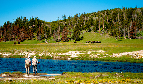 Fishing Yellowstone National Park