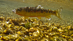 The native trout of Golden Trout Creek
