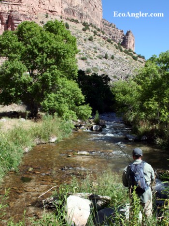 Fly angler looks for a trout in a creek in Dinosaur National Monument