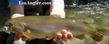 A nice looking rainbow caught and released in Jones Hole Creek.