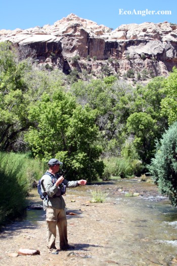Fly angler looks for a trout in a creek in Dinosaur National Monument