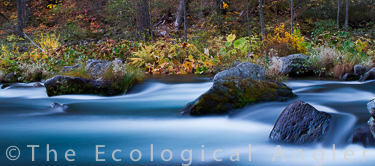 McCloud River Streamscape