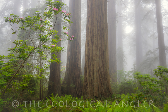 Coastal Redwood Trees in old growth forests can be found along California's Smith River.