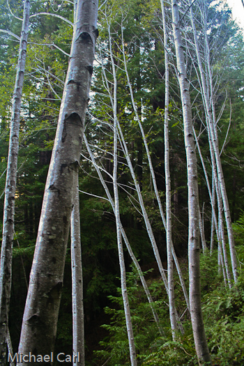 This grove of red alder trees grows along Pescadero Creek of the central California coast.