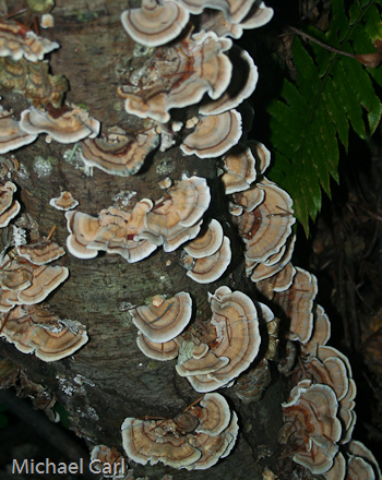 The lack of sunshine and the marine layer of moisture allows various fungi to grow near the California coast.