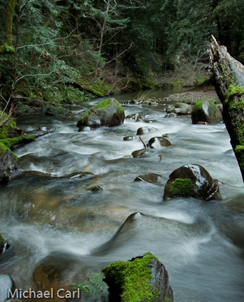 Creek runs along moss covered rocks and trees