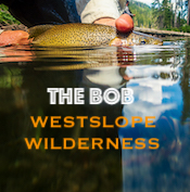 Bob Marshall Wilderness Westslope Cutthroat Trout