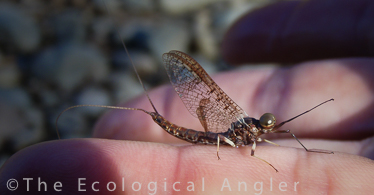 Mayfly dun