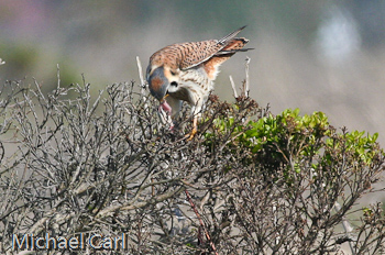 American Kestrel feeding on Prey 