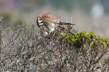 American Kestrel feeding on Prey 