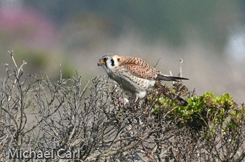 American Kestrel Perched on Prey 