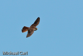 Wingspan of the American Kestrel