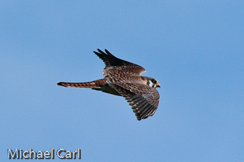 Wingspan of the American Kestrel